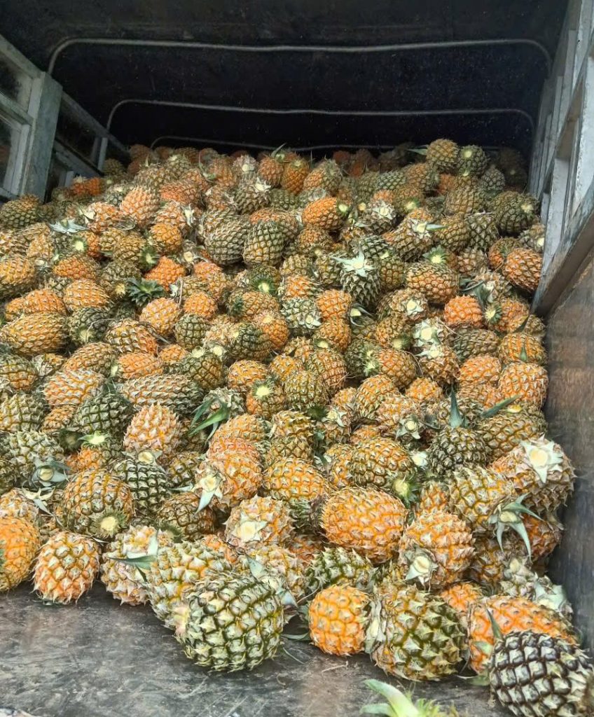 thu hoạch dứa  cho công nghiệp ép nước 